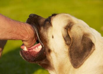 Meu pet me mordeu, e agora? Meu pet me mordeu, e agora?