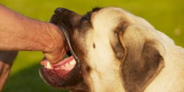 Meu pet me mordeu, e agora?