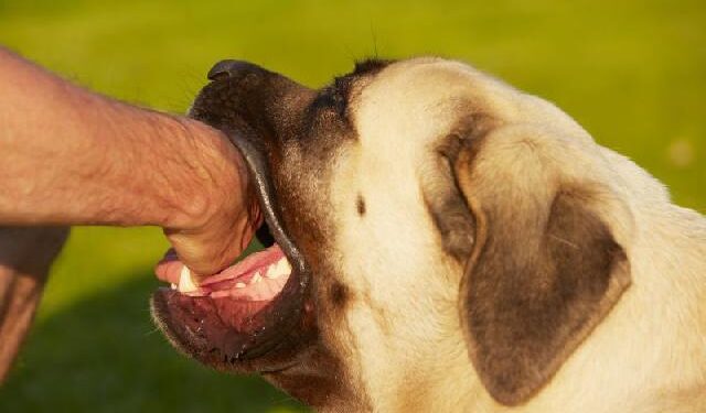 Meu pet me mordeu, e agora?