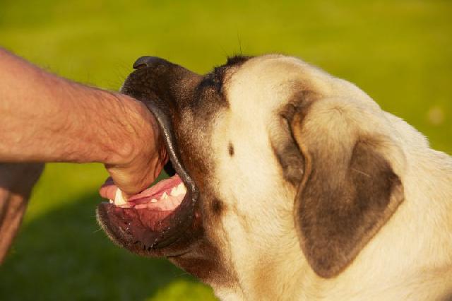 Meu pet me mordeu, e agora?